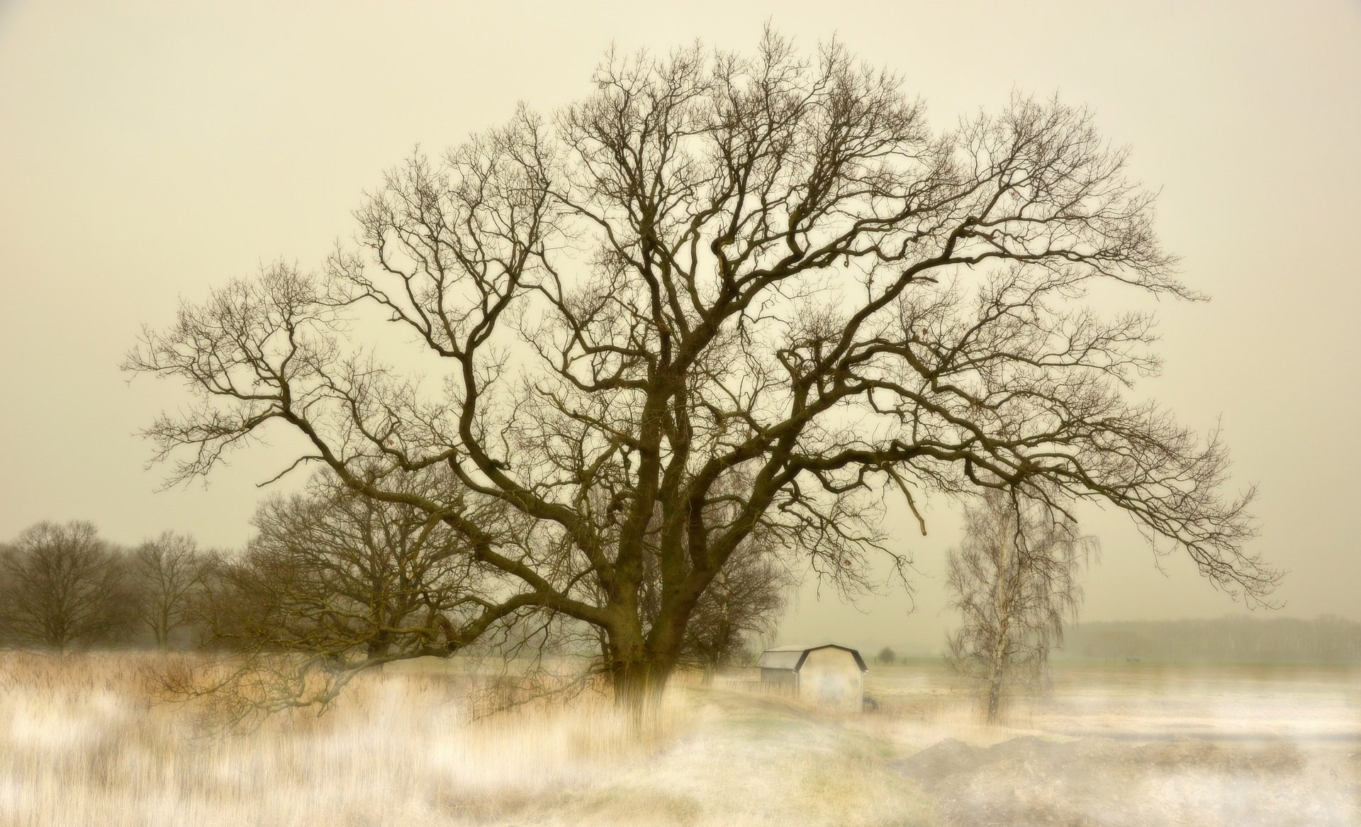 Gerard Heutink boom